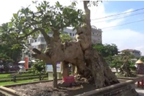 Mãn nhãn cây hoa sữa dáng “voi một ngà”, khách trả 6 tỷ không bán