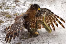 Clip: Cuộc chiến sống còn giữa đại bàng và rắn