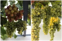 Tròn mắt với những chùm nho sai trĩu được trồng trên sân thượng 11m2