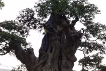 Mãn nhãn những cây me "tuyệt thế" tiền tỷ đại gia mê mẩn