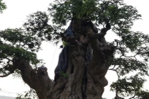 Mãn nhãn những cây me "tuyệt thế" tiền tỷ đại gia mê mẩn