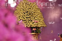 Tận mục chậu lan dát vàng gần 4 tỷ gây sốt thị trường