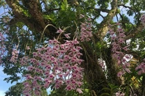 Ghé thăm những vườn lan tiền tỷ của đại gia Việt