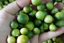 Chanh rừng Mẫu Sơn đắt gấp 5 chanh thường vẫn hút khách