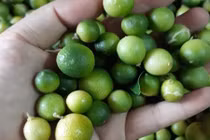 Chanh rừng Mẫu Sơn đắt gấp 5 chanh thường vẫn hút khách