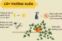 Dù "vụng thối vụng nát", bạn vẫn trồng được những loại cây này 