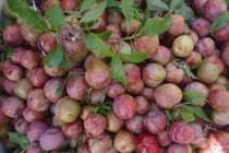 Mận sắp vào mùa, nhìn ngay điểm này để phân biệt mận Trung Quốc