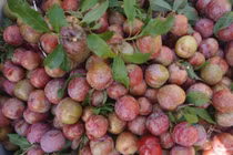 Mận sắp vào mùa, nhìn ngay điểm này để phân biệt mận Trung Quốc