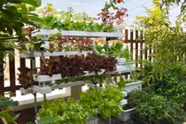 Mãn nhãn những khu vườn xanh mướt của nữ doanh nhân