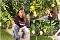 “Mục sở thị” cây xoài hơn 500 trái trong vườn nhà Mỹ Tâm 