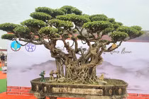 Sanh cổ 120 tuổi, đại gia trả “núi tiền” chủ quyết không bán