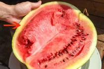 Mua dưa hấu thấy dấu hiệu này, biết ngay dưa bị tiêm thuốc