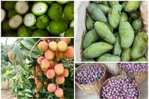 Sấu non, xoài hạt lép, vải đầu mùa... đua nhau rớt giá