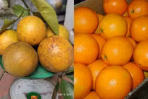 Nhìn điểm này biết ngay 5 loại trái cây Trung Quốc bán đầy chợ Việt