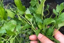 Khi ăn cần tây, tại sao không ăn lá?