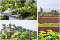 Mướt mắt những ngôi nhà có vườn trên mái đẹp nhất VN