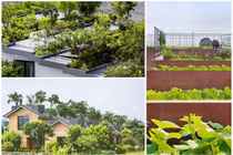 Mướt mắt những ngôi nhà có vườn trên mái đẹp nhất VN