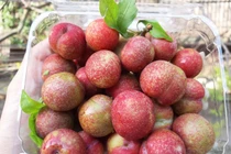 Mận hậu trái mùa gần nửa triệu đồng/kg vẫn “cháy hàng” 