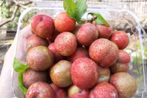 Mận hậu trái mùa gần nửa triệu đồng/kg vẫn “cháy hàng” 