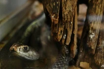 Hãi hùng mảnh đất của những vụ rắn độc rình rập trong đêm