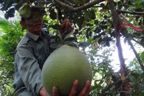 Ngắm vườn "bưởi thúng" giá bạc triệu/quả ở miền Tây