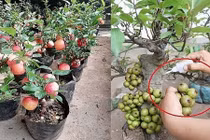 Cách đơn giản phát hiện cây cảnh bị gắn keo