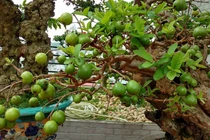 Sững sờ cây ổi 300 tuổi, đại gia trả tiền tỷ không mua nổi