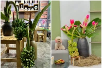 Rộ mốt mua chuối buồng về cắm bình trang trí nhà