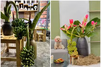 Rộ mốt mua chuối buồng về cắm bình trang trí nhà