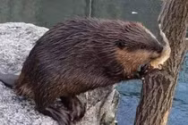 Loài vật 'ngu ngốc' nhất thế giới, IQ thấp đến mức sắp tuyệt chủng 