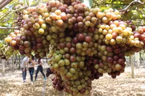 Khách nườm nượp đến vườn nho rừng của lão nông “khùng” Tây Ninh 