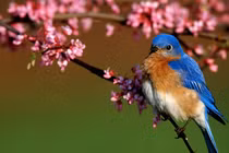 Sinh ngày Âm lịch này cả năm may mắn, suốt đời không phải đi đường vòng