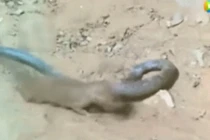 Cầy mangut choáng váng khi rắn hổ mang chúa tặng “nụ hôn tử thần”