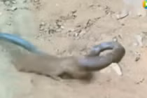 Cầy mangut choáng váng khi rắn hổ mang chúa tặng “nụ hôn tử thần”