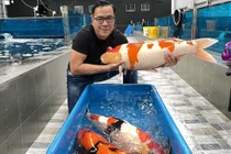 “Đột nhập” trang trại hơn 1.000m2 của “vua cá Koi” Thắng Ngô