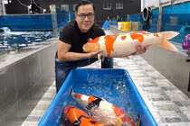 “Đột nhập” trang trại hơn 1.000m2 của “vua cá Koi” Thắng Ngô