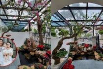 Ngắm cây cảnh quý trong biệt thự triệu đô của Tuấn Hưng