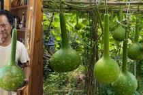 Khu vườn trĩu quả của nam ca sĩ đông con nhất showbiz Việt