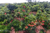 Vải thiều “đẻ” trên thân: Bí quyết kiếm tiền tỷ chẳng ai ngờ tới