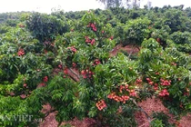 Vải thiều “đẻ” trên thân: Bí quyết kiếm tiền tỷ chẳng ai ngờ tới