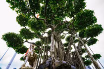 Dàn cây cảnh triệu đô, đại gia bán cả biệt thự cũng khó mua