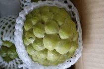 Những giống na “khủng” từng gây sốt thị trường Việt