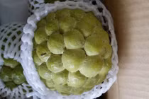 Những giống na “khủng” từng gây sốt thị trường Việt