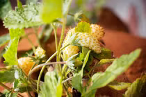 Dâu tây màu vàng công dụng giúp tràn trề sinh lực 