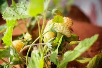 Dâu tây màu vàng công dụng giúp tràn trề sinh lực 