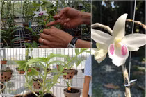 Đại gia chịu chơi mua lan đột biến chục tỷ trông như... ngọn rau muống