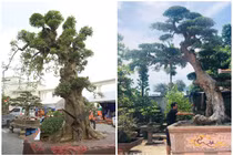 Giật mình những cây duối tiền tỷ đại gia xếp hàng chờ mua