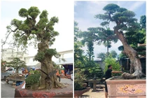 Giật mình những cây duối tiền tỷ đại gia xếp hàng chờ mua