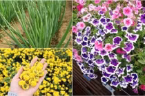 10 loại cây đuổi sâu và côn trùng hiệu quả hơn cả phun thuốc 