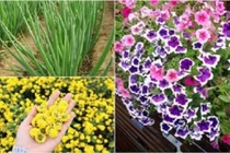 10 loại cây đuổi sâu và côn trùng hiệu quả hơn cả phun thuốc 